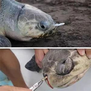 Сумки компоста, выбитые сумки отброса вкладыша Caddy пищевых отходов Compostable, Biodegradable полиэтиленовые пакеты качества еды компоста 2