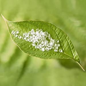 Отправители КОМПОСТА грузя сумку конвертов, пакет для доставки, Biodegradable сумку почтовой отправки безопасностью почты 0