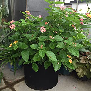 Сверхмощное 300G сгустило Nonwoven баки ткани завода ремень регулирует галлонов сумки/6-Packs завода сада 5 растет сумки/Aerati 1